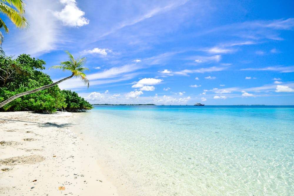  beach with palm trees and clear water